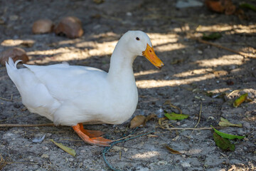 Naklejka na ściany i meble The white duck in summer at farm thailand