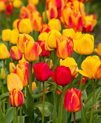 variety colors tulips background on spring.