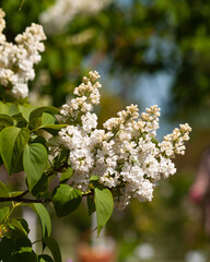 white Syringa vulgaris blooming on garden at spring.