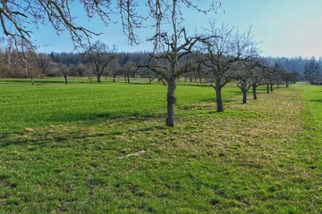 Blick über eine Streuobstwiese mit Wald im Hintergrund kurz vor Frühlingsbeginn