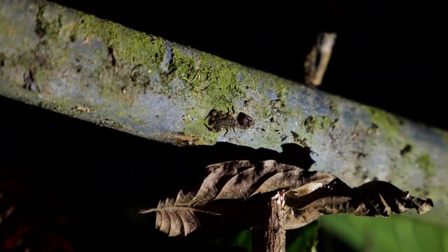 Baby scorpion on a branch in Costa rica jungle tropical forest arachnid