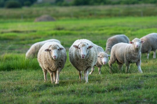 sheep