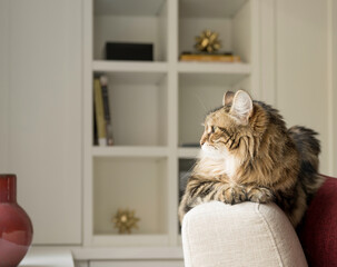 Siberian Cat Perches on Back of Chair, Gazes Out Window