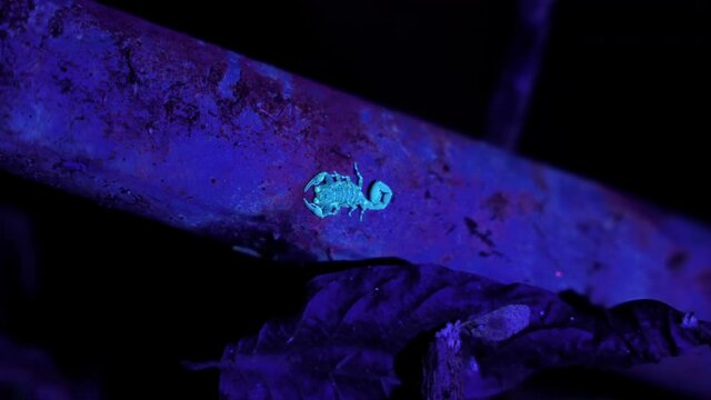 Baby scorpion predatory arachnids under ultra violet light Costa Rica jungle tropical environment 