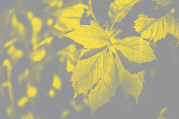 Background with yellow leaves and bright sun with bokeh effect, color of year 2021 - Gray and Yellow