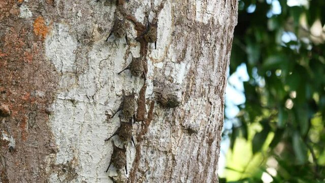 Long nosed bat rhynchonycteris naso Proboscis bat hanging on a tree during the day Costa Rica