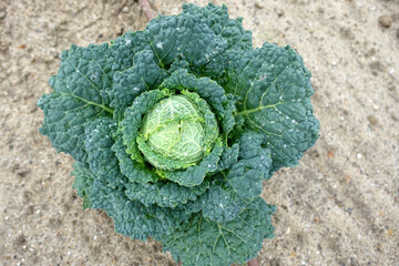 Top view of a Savoy cabbage plant growing in the ground