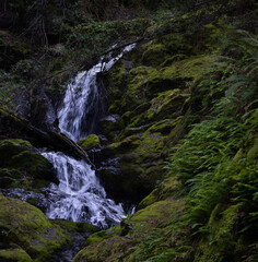 double waterfall in redwood forest surrounded by moss - 418739778