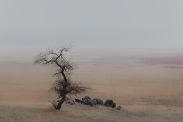 solitary tree in storm on a plain with mist and fog - 418739992