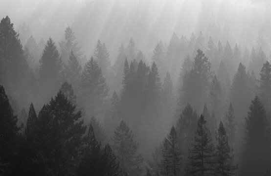 ghosts in the fog - Powered by Adobe