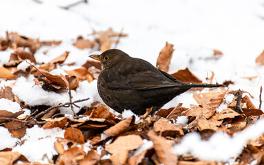A hungry female blackbird (turdus merula) with is looking for food in the cold, frosty forest floor covered in old brown leaf and icy cold snow.