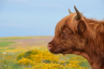 highland cow close-up