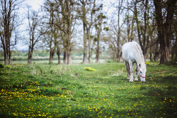 Fototapeta premium White horse standing in a forest glade with yellow flowers