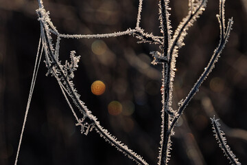 Eiskristalle  an einer Pflanze