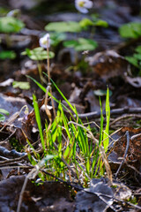green summer foliage abstract texture