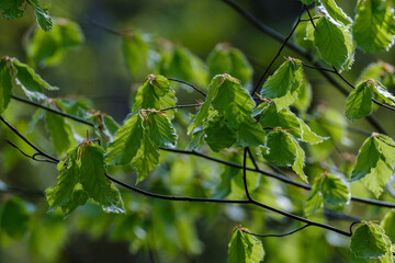 green summer foliage abstract texture