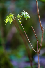 green summer foliage abstract texture