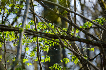 green summer foliage abstract texture