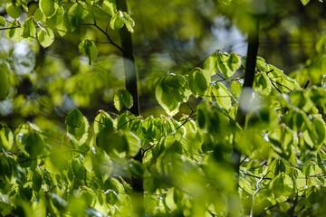 Fototapeta na wymiar green summer foliage abstract texture