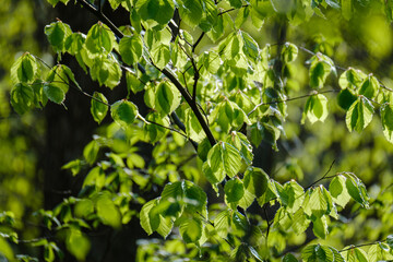 green summer foliage abstract texture