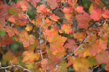 Beauty Of Autumn, Jasper National Park, Alberta