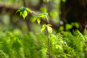 green summer foliage abstract texture