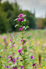flowers in the garden