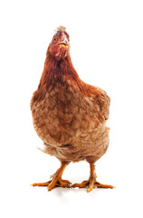 Small brown chicken.