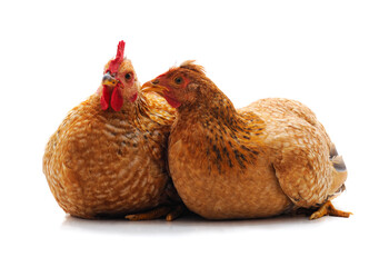 Two brown chickens.