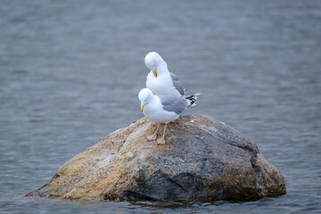 pair of seagulls resting on rocks in water