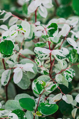 attractive leaves on a shrub