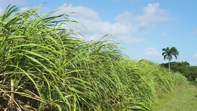 Beautiful green stems of sugar cane 4k stock video. Green grass and blue sky summer landscape of the Dominican Republic.