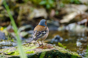 Eurasian bullfinch, Pyrrhula pyrrhula, male catching flies near river in summer