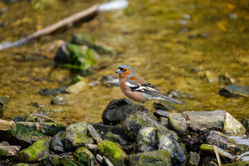 Eurasian bullfinch, Pyrrhula pyrrhula, male catching flies near river in summer