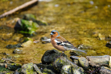 Eurasian bullfinch, Pyrrhula pyrrhula, male catching flies near river in summer