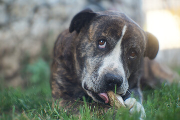 dog portrait on the grass