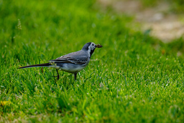 martlet catching flies for food in summer meadow
