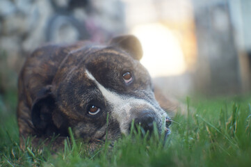 dog portrait on the grass