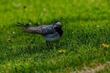 martlet catching flies for food in summer meadow