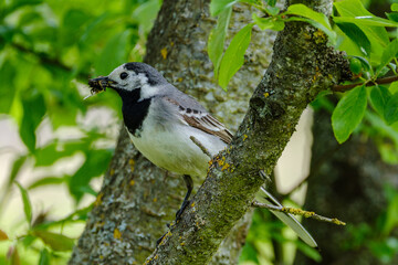 martlet catching flies for food in summer meadow