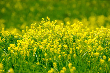 bright colorful spring meadow with yellow dandelions on green background
