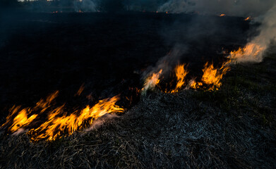 The grass burns in a meadow. Ecological catastrophy. Fire and smoke destroy all life.