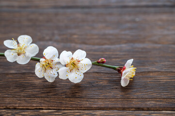 Fototapeta premium 梅の花