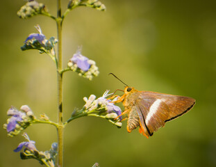 butterfly on flower