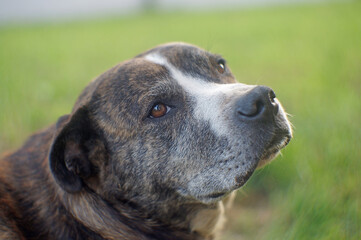dog portrait on the grass