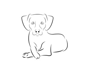 Dog laying down
