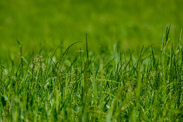 Fototapeta premium green summer meadow abstract texture with flowers and foliage