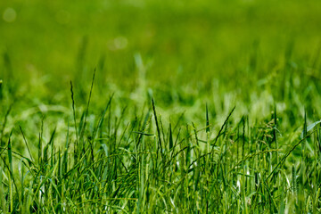 Fototapeta premium green summer meadow abstract texture with flowers and foliage