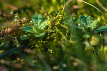 green moss on the tree