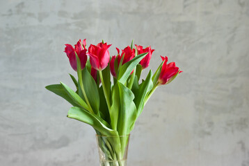 red tulips on a gray background